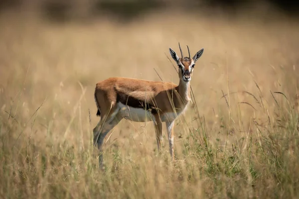 Thomson Gazelle Grama Enfrenta Câmera — Fotografia de Stock