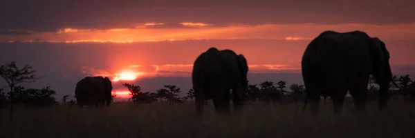 Τρεις Αφρικανικοί Ελέφαντες Στην Σαβάνα Στο Ηλιοβασίλεμα — Φωτογραφία Αρχείου