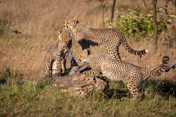 Drie Cheetah Welpen Klimmen Dode Log — Stockfoto