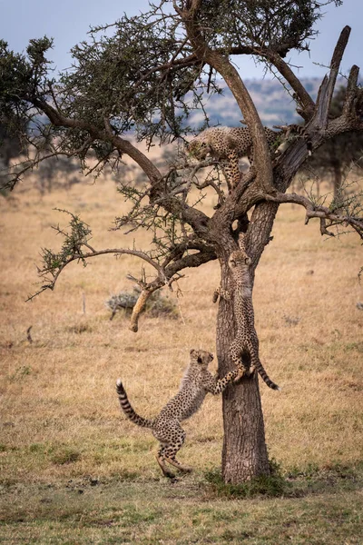 Çita Yavrusu Birlikte Dikenli Ağaca Tırmanıyor — Stok fotoğraf