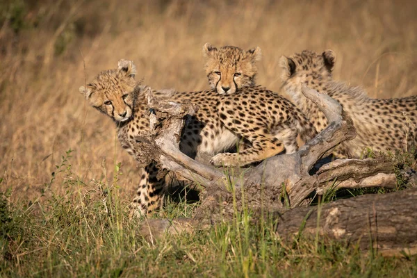 Drie Cheetah Welpen Log Gras — Stockfoto