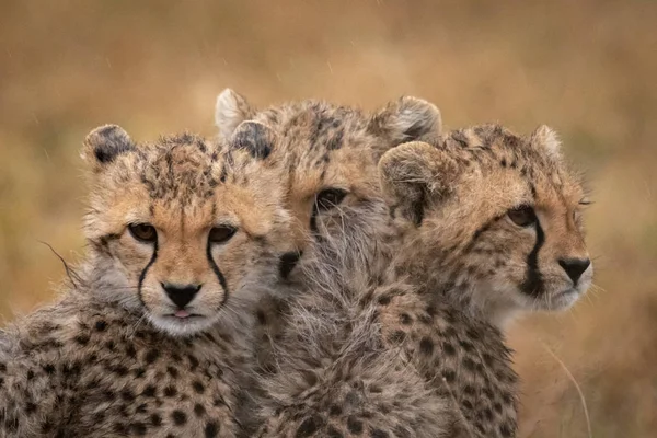 Üç çita yavrularını birlikte yağmurda gelin