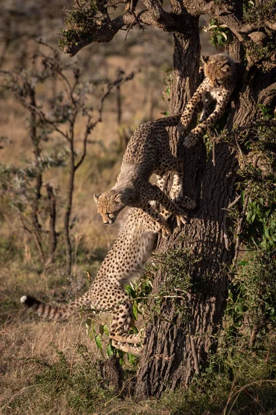 Drie Cheeta Welpen Klimmen Boomstam — Stockfoto