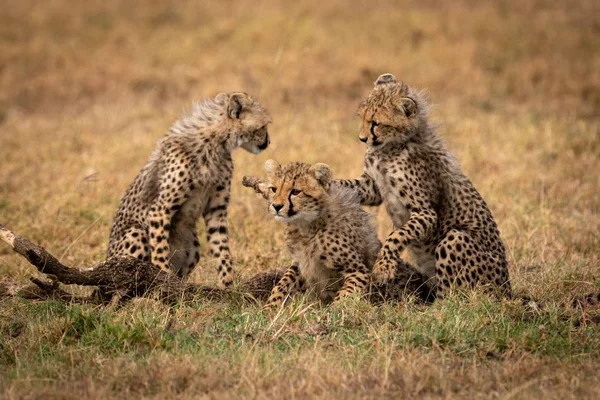 Třech Gepard Mláďata Hrají Boje Trávě — Stock fotografie