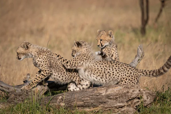 Három Cheetah Cubs Játék Körül Halott Naplója — Stock Fotó