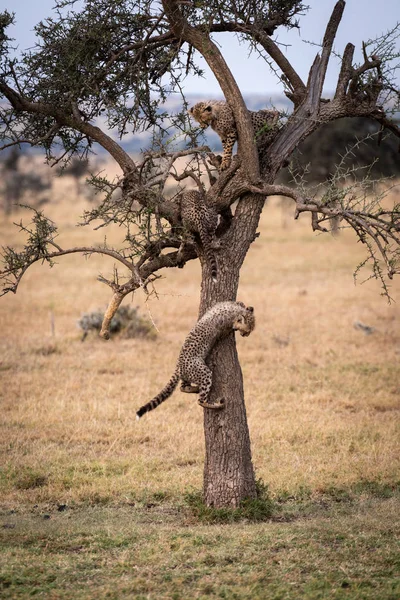 Tre Gepardungar Leker Törnträdet — Stockfoto