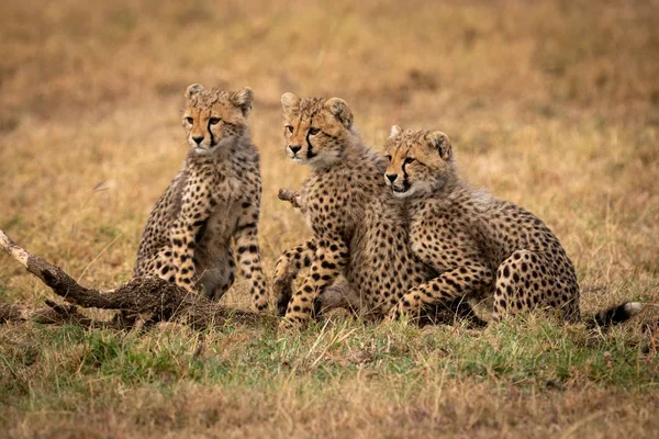 Tres Cachorros Guepardo Sientan Mirando Izquierda — Foto de Stock