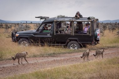 Three cheetah cubs walk past safari truck clipart
