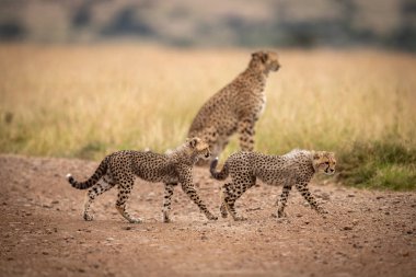 İki yavru Çita yolda yürümek.