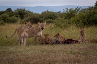 İki lionesses wildebeest gövde ile yavrularını korumak