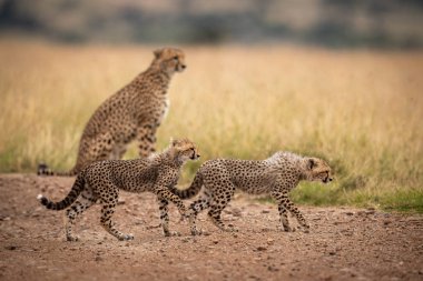 Cheetah yürürken yolda iki yavrularını