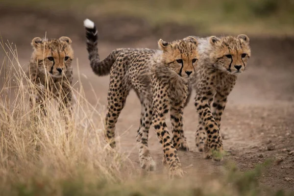 Három Cheetah Cubs Sétál Dirt Pálya — Stock Fotó