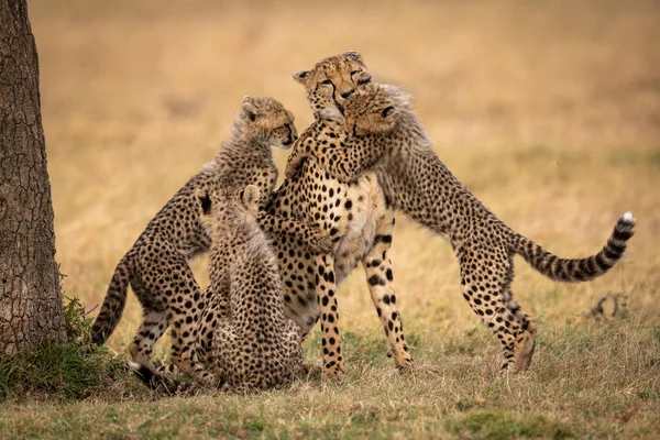 Τρία Cubs Τσίτα Γύρω Από Μητέρα Στο Γρασίδι — Φωτογραφία Αρχείου