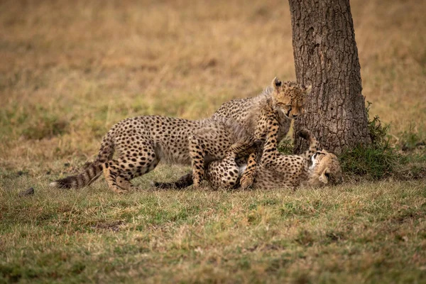 Három Cheetah Cubs Birkózás Mellett Törzse — Stock Fotó