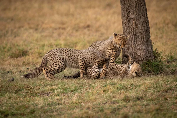 Tres Cachorros Guepardo Luchando Junto Tronco Del Árbol — Foto de Stock