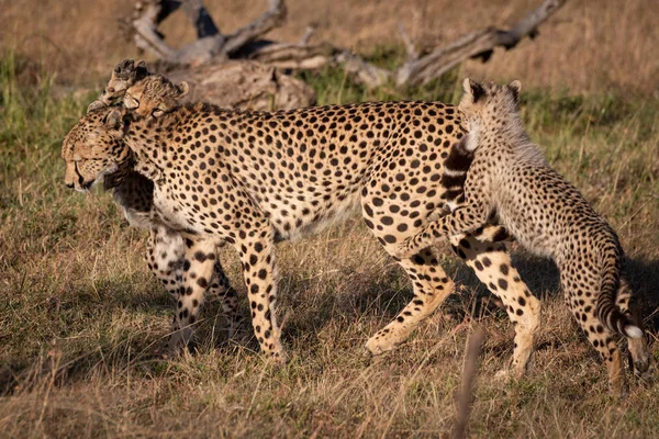 Drie Cubs Aanval Cheetah Lopen Savanne — Stockfoto