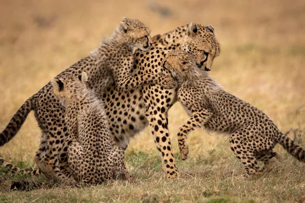 Τρία Cubs Που Παίζει Τσιτάχ Στο Γρασίδι — Φωτογραφία Αρχείου