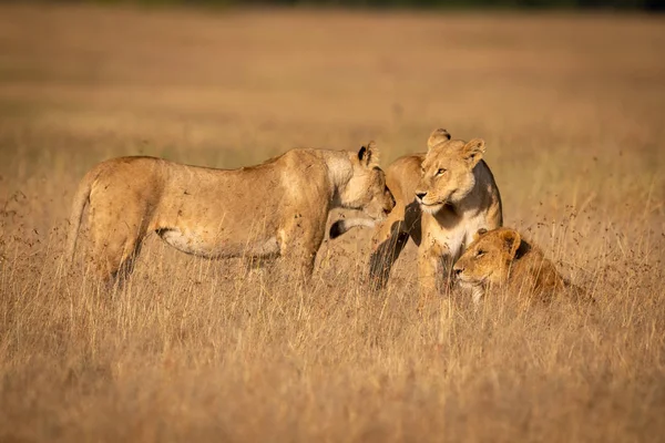 Three Lions Standing Lying Grass — Stock Photo, Image