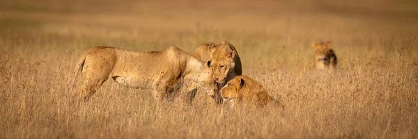 Three Lions Nuzzle One Another Grass — Stock Photo, Image