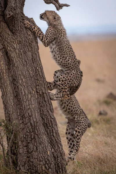 Dois Filhotes Chita Trepando Árvore Savana — Fotografia de Stock