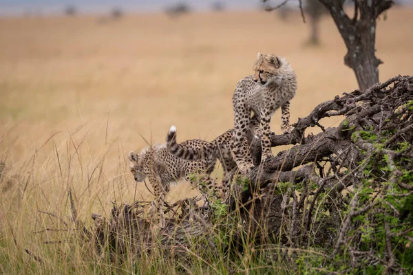 Halott Hegymászó Két Cheetah Cubs — Stock Fotó