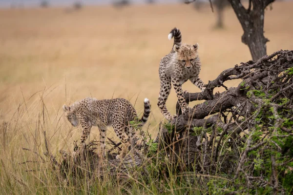 Két Cheetah Cubs Mászni Halott — Stock Fotó