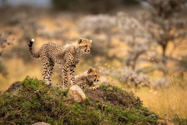 Deux Guépard Cuba Regarder Vers Bas Monticule — Photo