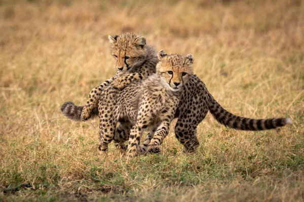 Twee Cheeta Welpen Spelen Vechtend Gras — Stockfoto