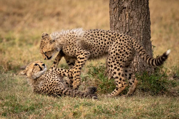 Dois Filhotes Chita Brincam Lutando Lado Árvore — Fotografia de Stock