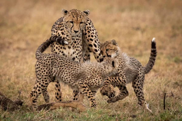 两只猎豹幼崽与母亲打架 — 图库照片