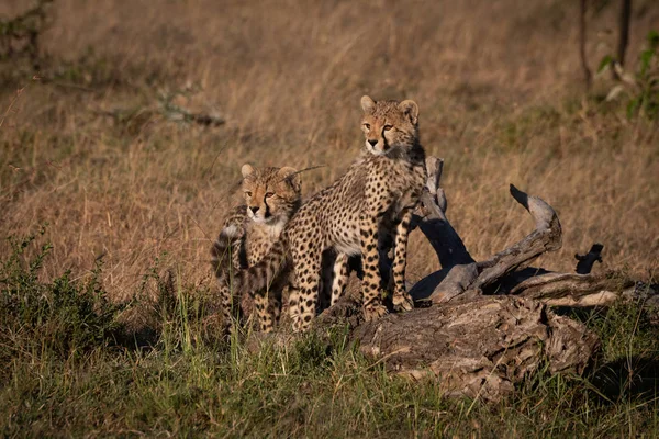 Twee Cheetah Welpen Staan Dode Tak — Stockfoto