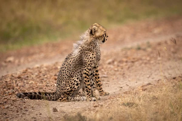 Dwa Szczeniaki Cheetah Usiąść Side Side Torze — Zdjęcie stockowe