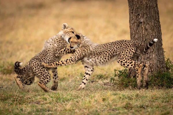 Zwei Gepardenbabys Spielen Kampf Unter Baum — Stockfoto