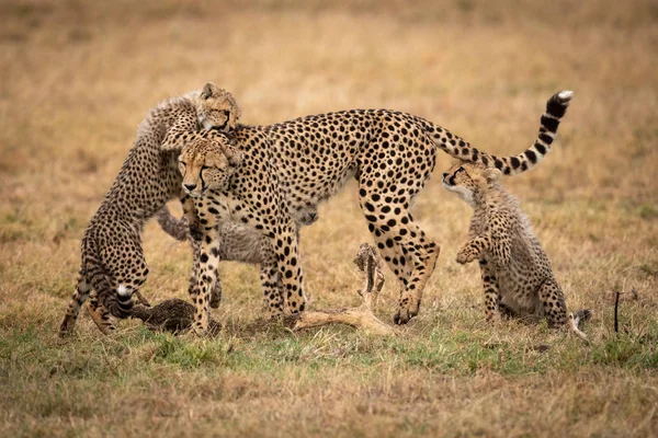 两只猎豹幼崽和它们的母亲一起玩耍 — 图库照片