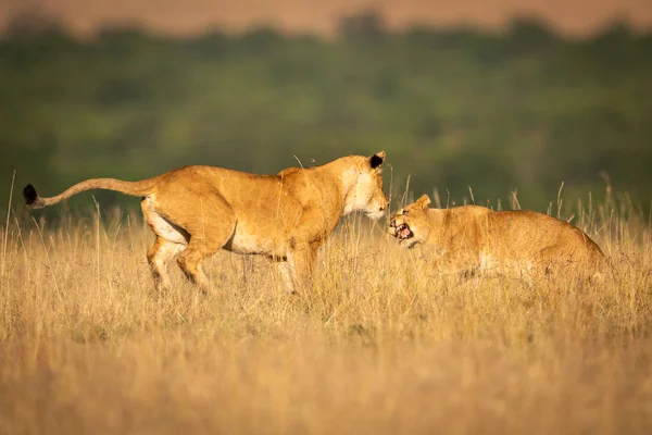 Two Lionesses Long Grass Play Fighting — Stock Photo, Image