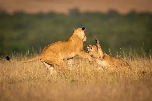 Deux Lionnes Dans Combat Herbe Longue — Photo
