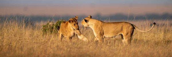 Two Lionesses Play Fighting Long Grass — Stock Photo, Image