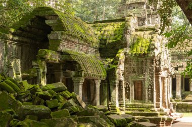 Yosun kaplı Tapınağı ve ağaçlarda düşen kayalar