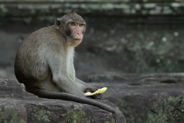 Macaque Longue Queue Conserve Ses Fruits Angkor Wat — Photo