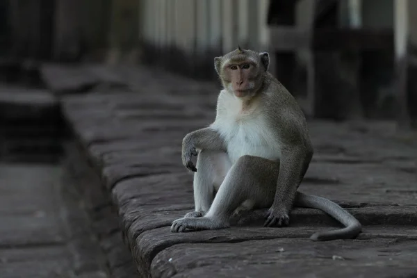 Macaque Longue Queue Est Assis Sur Caméra Face Mur — Photo