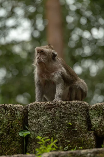 Macaque Longue Queue Sur Mur Mousseux Dans Temple — Photo