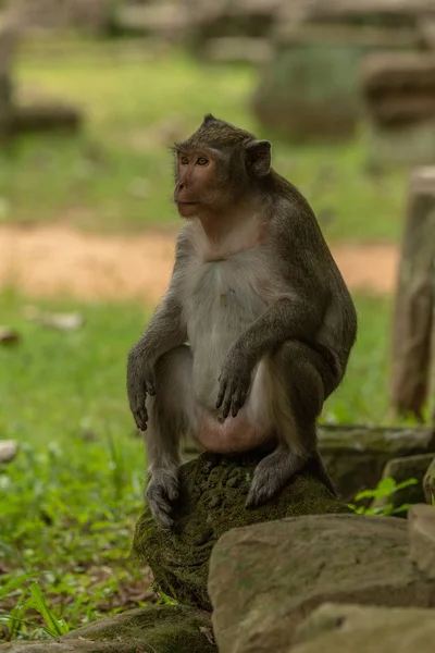 Macaque Longue Queue Est Assis Sur Tas Pierres — Photo