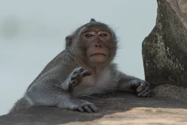 Dlouhoocasý Macaque Sedí Kamenném Mostě — Stock fotografie