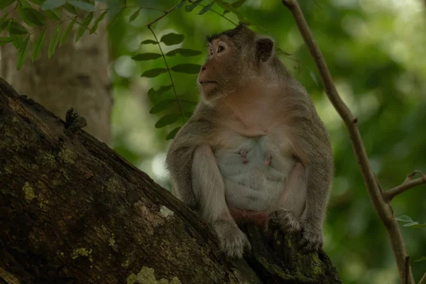 Macaco Cauda Longa Senta Ramo Sombra — Fotografia de Stock