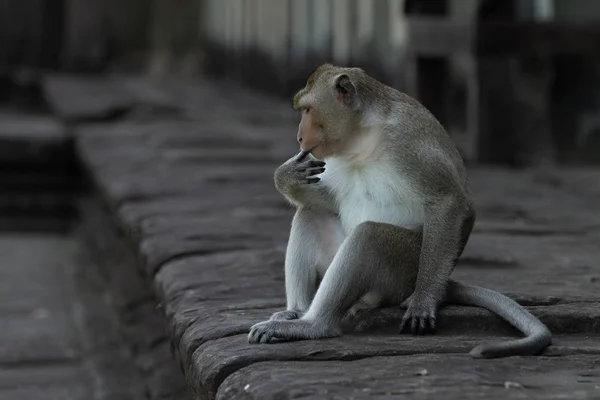 Dlouhoocasý Macaque Sání Prst Kamenné Zdi — Stock fotografie