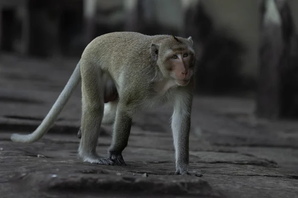 Promenades Macaques Longue Queue Sur Mur Temple — Photo