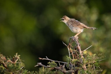 Yelpazekuyruk cisticola diken ıslık üzerinde Gaga açar