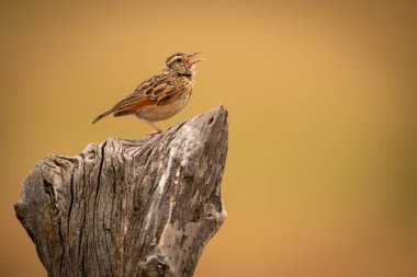 Yelpazekuyruk cisticola güdük açık Gaga ile üzerinde