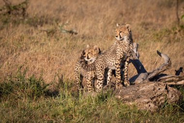 İki çita yavrusu ölü kütüğün üzerinde duruyor.