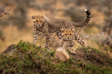 İki Çita Küba Höyük aşağı bakıyor